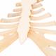 Sternum with Rib Cartilage - 3B Smart Anatomy