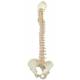 BONElike Spinal Column (Complete Mounted)