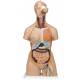 Deluxe Dual Sex Torso with Head & Opened Back Model 28-Part