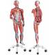 3/4 Life-Size Dual Sex Muscle Figure 45-Part