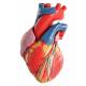 Heart Model - Natural Size