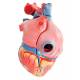 Heart Model - Natural Size