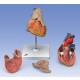 Classic Heart Model with Thymus 3-Part