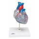 Classic Heart Model with Conducting System 2-Part