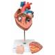 Heart Model 2 Times Life-Size 4-Part