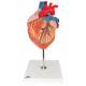 Heart Model 2 Times Life-Size 4-Part