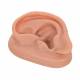 Acupuncture Ear (Left) Model N15/1L