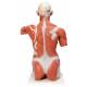 Muscle Torso Model 27-Part Life-Size