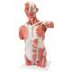 Muscle Torso Model 27-Part Life-Size