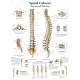 Spinal Column Chart