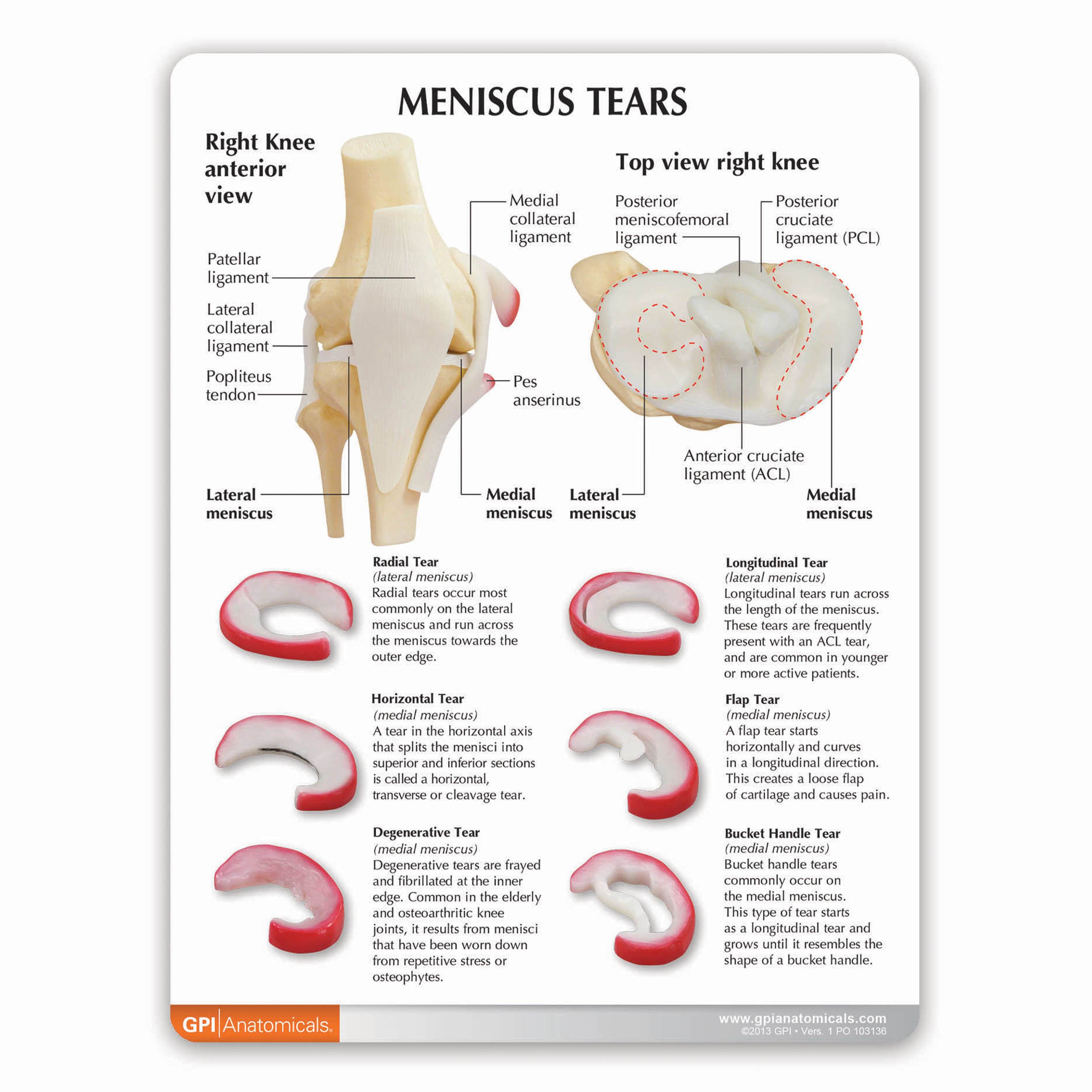 Meniscus Ligament Knee Anatomy