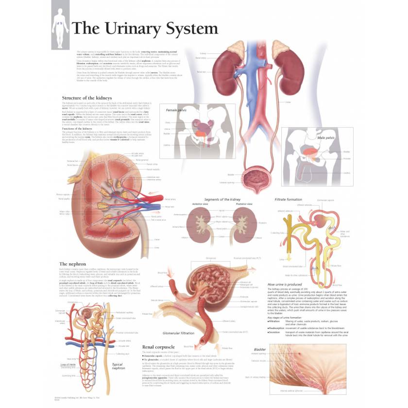 Scientific Publishing The Urinary System Chart 3928