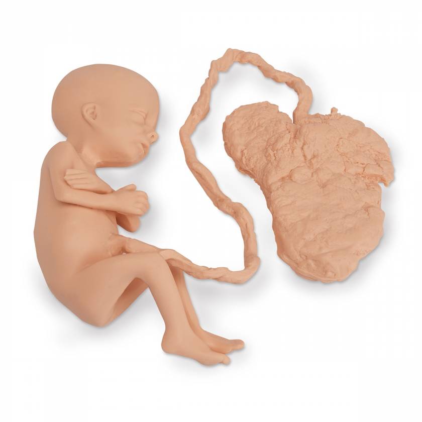 Life Form Human Fetus Replica 7 Month Female W Placenta