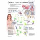 Scientific Publishing Bacteria, Viruses & the Immune System Chart