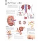 The Urinary System Chart