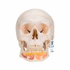 3B Scientific A22 Classic Human Skull with Opened Lower Jaw (3-Part)