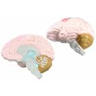 志城 Human Brain Model, 8 Part Detachable Human Brain Anatomy Model, With  Display Base And Color Coding, Human Brain Region Model, For Scientific  Research/Teaching : : Business, Industry & Science