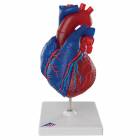 Magnetic Heart model - Life Sized