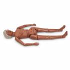 Life/form Complete GERi Auscultation Manikin - Medium