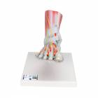 Foot Skeleton Model with Ligaments and Muscles - 3B Smart Anatomy