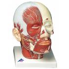 Head and Neck Musculature Model with Nerves