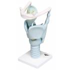 Functional Larynx 3 Times Full-Size