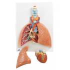 Lung Model with Larynx 5-Part