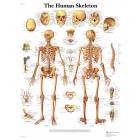 The Human Skeleton Chart