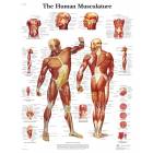 Human Musculature Chart