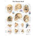 The Human Skulls Chart